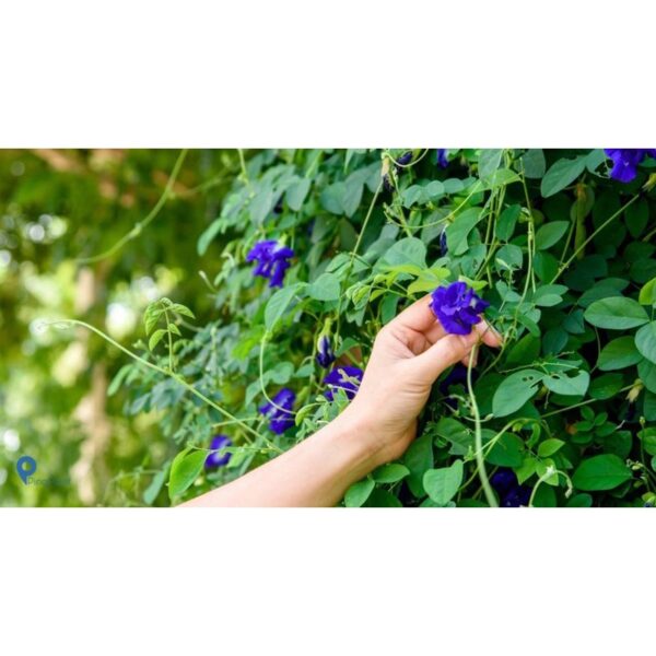 Benih Bunga Telang 10 biji Biji Benih Bunga Telang Butterfly Pea Flower seed Asian pigeonwings seeds 蓝花种子 bluebellvine - Image 5