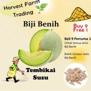 Biji Benih Tembikai Susu 8pcs honey melon seed honeydew melon seed benih tembikai susu honey melon seeds 哈密瓜种子 tembikai