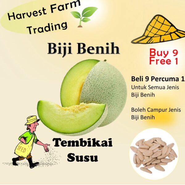 Biji Benih Tembikai Susu 8pcs honey melon seed honeydew melon seed benih tembikai susu honey melon seeds 哈密瓜种子 tembikai