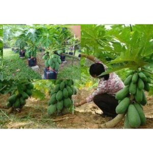 Biji Benih Betik Sekaki 10pcs Carica papaya seed benih Betik Hong Kong benih buah bibit betik benih carica papaya seeds