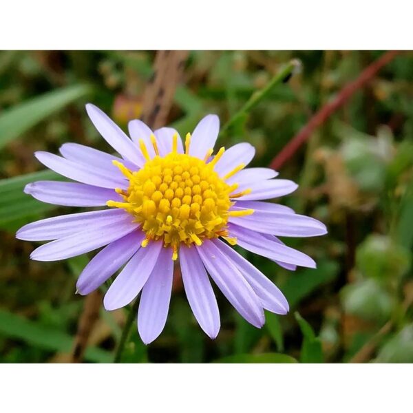 Biji Benih aster tatarian bunga aster anak pokok flower seed vegetable seeds aster seed sunflower dahlia zinnia - Image 3