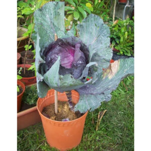 Benih Kubis Ungu 40Pcs+- biji benih kubis bulat merah purple red cabbage seed vegetable seeds 紫色包菜种子蔬菜種子 sayur sayuran
