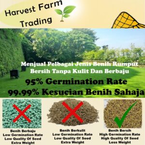 Biji benih rumput karpet 500g 1kg cow grass seed bermuda seed rumput bermuda japanese grass seed 草坪种子百慕大四季青 field grass