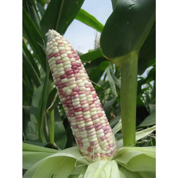 Biji Benih Jagung Pulut Ungu Campur Putih 14Pcs Jagung hitam Merah Kuning Benih Sayur Sayuran Vegetables seed corn seeds - Image 5
