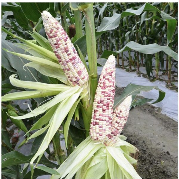 Biji Benih Jagung Pulut Ungu Campur Putih 14Pcs Jagung hitam Merah Kuning Benih Sayur Sayuran Vegetables seed corn seeds - Image 6