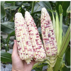 Biji Benih Jagung Pulut Ungu Campur Putih 14Pcs Jagung hitam Merah Kuning Benih Sayur Sayuran Vegetables seed corn seeds