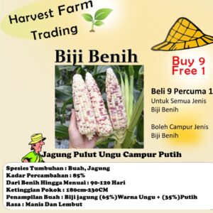 Biji Benih Jagung Pulut Ungu Campur Putih 14Pcs Jagung hitam Merah Kuning Benih Sayur Sayuran Vegetables seed corn seeds