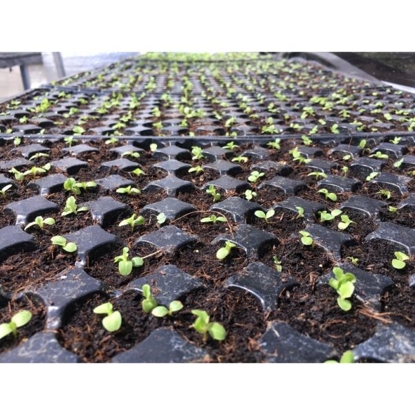 Seedling Tray 21 32 50 72 104 105 128 200 Holes Plastic Nursery Tray Bekas Benih Plastic Tray Benih Semaian 育苗盘 育苗 tapak - Image 7