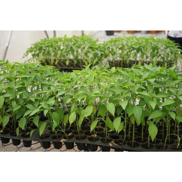 Seedling Tray 21 32 50 72 104 105 128 200 Holes Plastic Nursery Tray Bekas Benih Plastic Tray Benih Semaian 育苗盘 育苗 tapak - Image 6