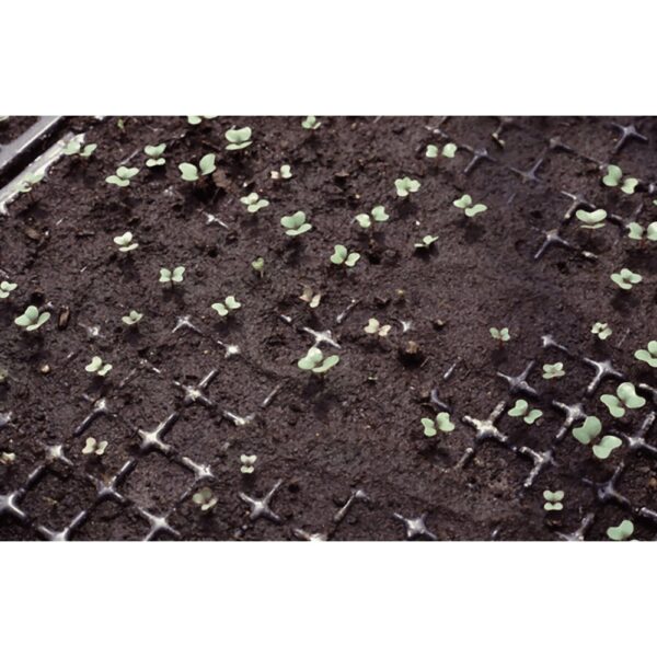 Seedling Tray 21 32 50 72 104 105 128 200 Holes Plastic Nursery Tray Bekas Benih Plastic Tray Benih Semaian 育苗盘 育苗 tapak - Image 5