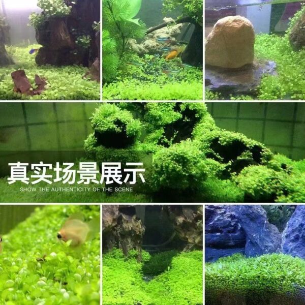 Aquarium Grass Seed 5Gram Water Plant 95% Germination Benih Rumput Akuarium Mudah Tumbuh 水族水草种子 地毯草 高发芽率 - 图片 4