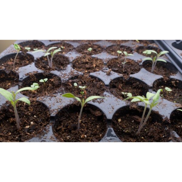 Seedling Tray 21 32 50 72 104 105 128 200 Holes Plastic Nursery Tray Bekas Benih Plastic Tray Benih Semaian 育苗盘 育苗 tapak - Image 8