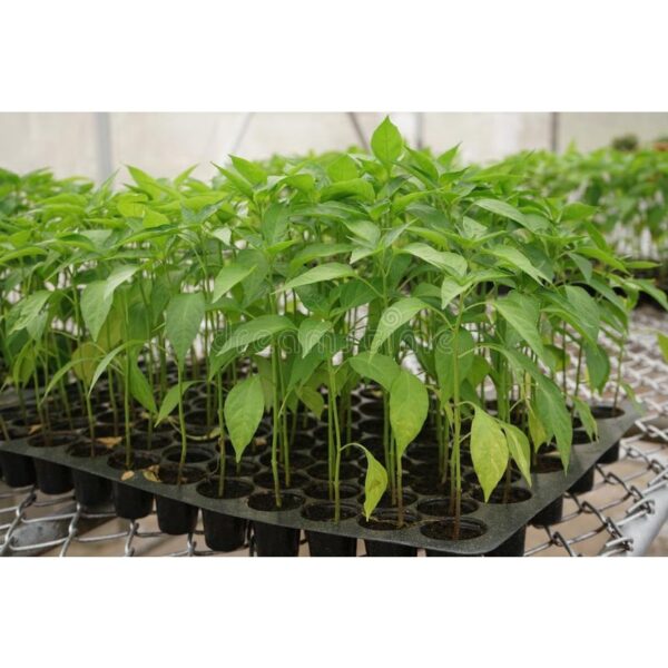 Seedling Tray 21 32 50 72 104 105 128 200 Holes Plastic Nursery Tray Bekas Benih Plastic Tray Benih Semaian 育苗盘 育苗 tapak - Image 9