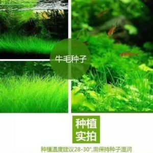 Aquarium Grass Seed 5Gram Water Plant 95% Germination Benih Rumput Akuarium Mudah Tumbuh 水族水草种子 地毯草 高发芽率