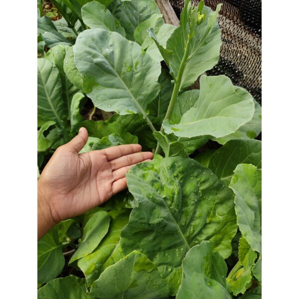 Baja tahi ayam proses 1KG Baja subur pokok bunga buah tumbuhan organik taik tinja 雞糞肥 有机天然肥料蔬菜花 organic fertilizer plant - Image 8