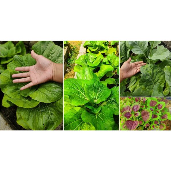 Baja tahi ayam proses 1KG Baja subur pokok bunga buah tumbuhan organik taik tinja 雞糞肥 有机天然肥料蔬菜花 organic fertilizer plant - Image 7