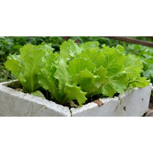 Baja tahi ayam proses 1KG Baja subur pokok bunga buah tumbuhan organik taik tinja 雞糞肥 有机天然肥料蔬菜花 organic fertilizer plant - Image 5