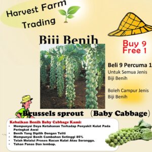 Benih Kubis Baby Brussel Sprout 50pcs+- Baby Cabbage seed 孢子甘蓝种子 biji benih sayur sayuran 水果植物蔬菜 種子 vegetable seed