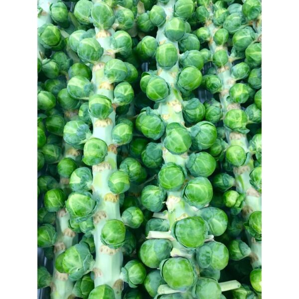 Benih Kubis Baby Brussel Sprout 50pcs+- Baby Cabbage seed 孢子甘蓝种子 biji benih sayur sayuran 水果植物蔬菜 種子 vegetable seed - Image 7