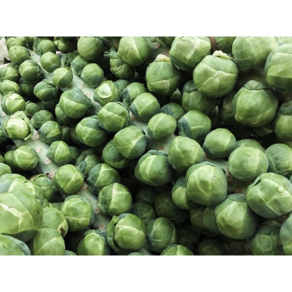 Benih Kubis Baby Brussel Sprout 50pcs+- Baby Cabbage seed 孢子甘蓝种子 biji benih sayur sayuran 水果植物蔬菜 種子 vegetable seed - Image 9