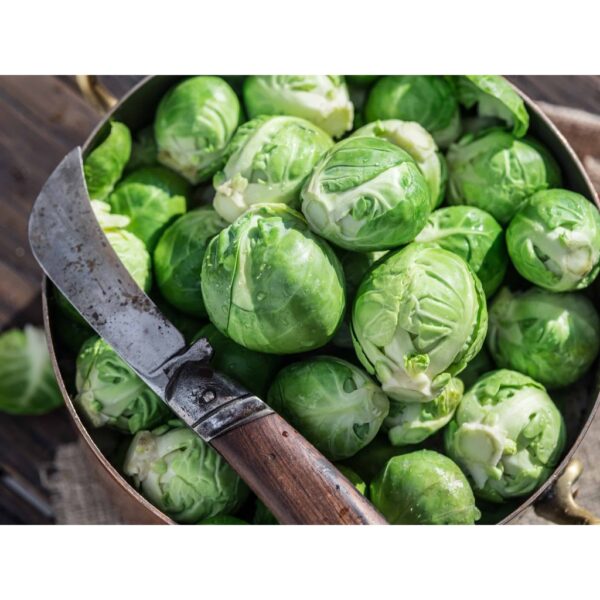 Benih Kubis Baby Brussel Sprout 50pcs+- Baby Cabbage seed 孢子甘蓝种子 biji benih sayur sayuran 水果植物蔬菜 種子 vegetable seed - Image 4