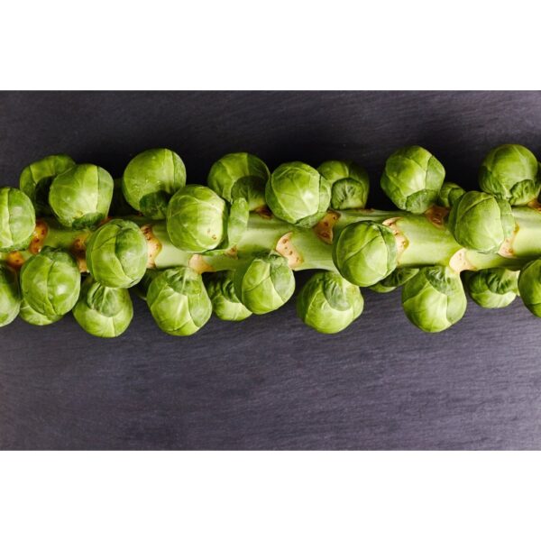 Benih Kubis Baby Brussel Sprout 50pcs+- Baby Cabbage seed 孢子甘蓝种子 biji benih sayur sayuran 水果植物蔬菜 種子 vegetable seed - Image 3
