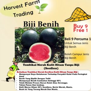 Benih Tembikai Tanpa Biji 10pcs kulit hitam Seedless Watermelon 无籽西瓜种子水果蔬菜种子 biji benih tembikai tanpa biji merah kuning