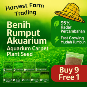 Aquarium Grass Seed 5Gram Water Plant 95% Germination Benih Rumput Akuarium Mudah Tumbuh 水族水草种子 地毯草 高发芽率