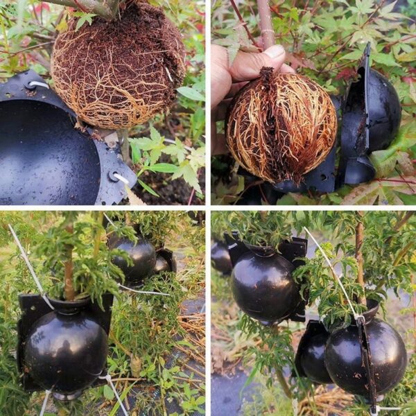 Bekas Acuan Tut Pokok Air Layering High Pressure Plant Rooting Ball Garden Fruit Tree Seedling Propagating 高压繁殖盒 - Image 2