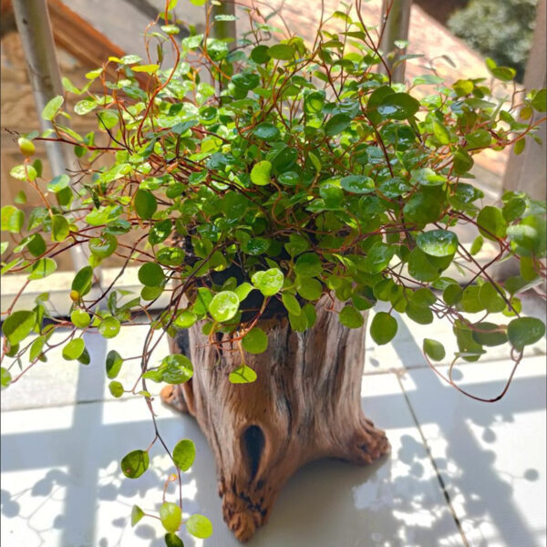 Pasu hiasan creative retro cement imitation wooden pile root wood tree head fleshy flower pot factory direct wholesale - Image 4
