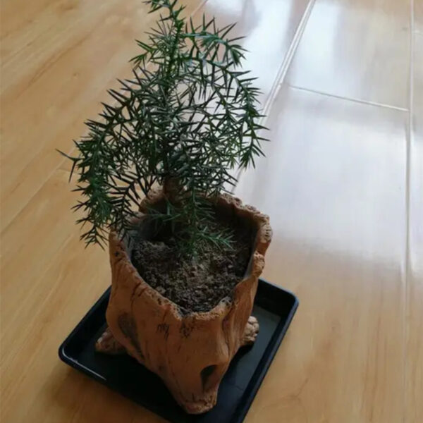 Pasu hiasan creative retro cement imitation wooden pile root wood tree head fleshy flower pot factory direct wholesale - Image 5