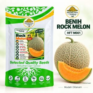 Harvest Farm Trading HFT M001 Rock Melon F1 seeds, 100 seeds per pack — 网纹甜瓜种子