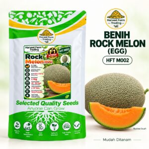 Harvest Farm Trading HFT M002 Egg oval Rock Melon F1 seeds, 100 seeds — 椭圆网纹甜瓜种子