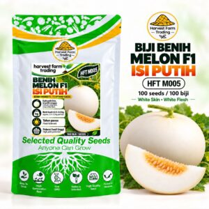 Harvest Farm Trading HFT M005 F1 hybrid melon seeds, round white-skin white-flesh fruit with green vine, 100 seeds per pack