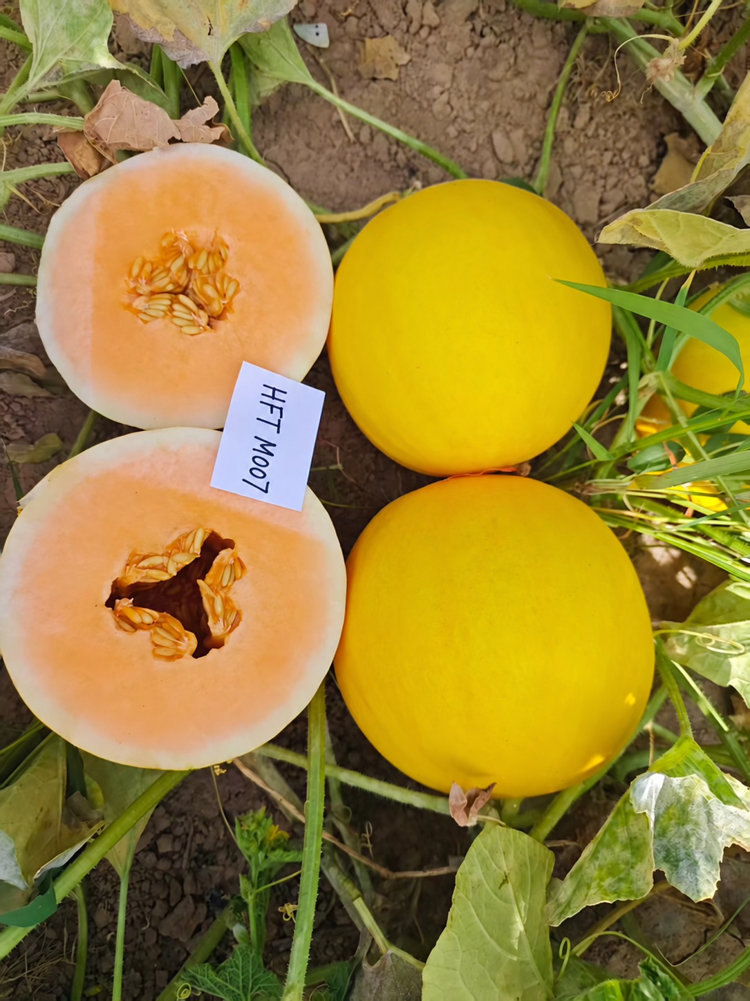 Actual HFT M007 melon photo: golden-yellow round fruit and orange flesh halves with HFT M007 label