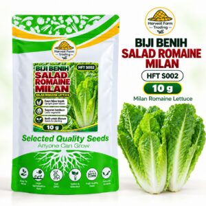 Biji Benih Salad Selada Romaine Milan | Milan Romaine Lettuce Seeds 米兰直叶生菜种子 | 10g | HFT S002