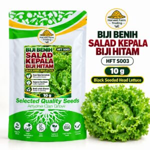 Biji Benih Salad Selada Kepala Biji Hitam | Black Seeded Head Lettuce Seeds 黑籽结球生菜种子 | 10g | HFT S003