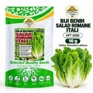 Biji Benih Salad Selada Romaine Itali | Italian Romaine Lettuce Seeds 意大利直叶生菜种子 | 10g | HFT S006