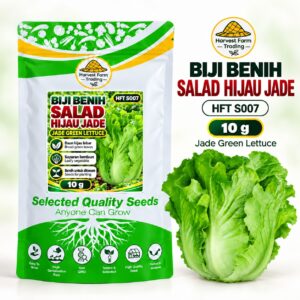 Biji Benih Salad Selada Hijau Jade | Jade Green Lettuce Seeds 碧玉生菜种子 | 10g | HFT S007