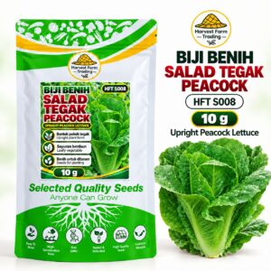 Biji Benih Salad Selada Tegak Peacock | Upright Peacock Lettuce Seeds 孔雀直立生菜种子 | 10g | HFT S008
