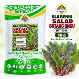 Biji Benih Salad Selada Batang Ungu | Purple Stem Lettuce Seeds 紫茎生菜种子 | 10g | HFT S009