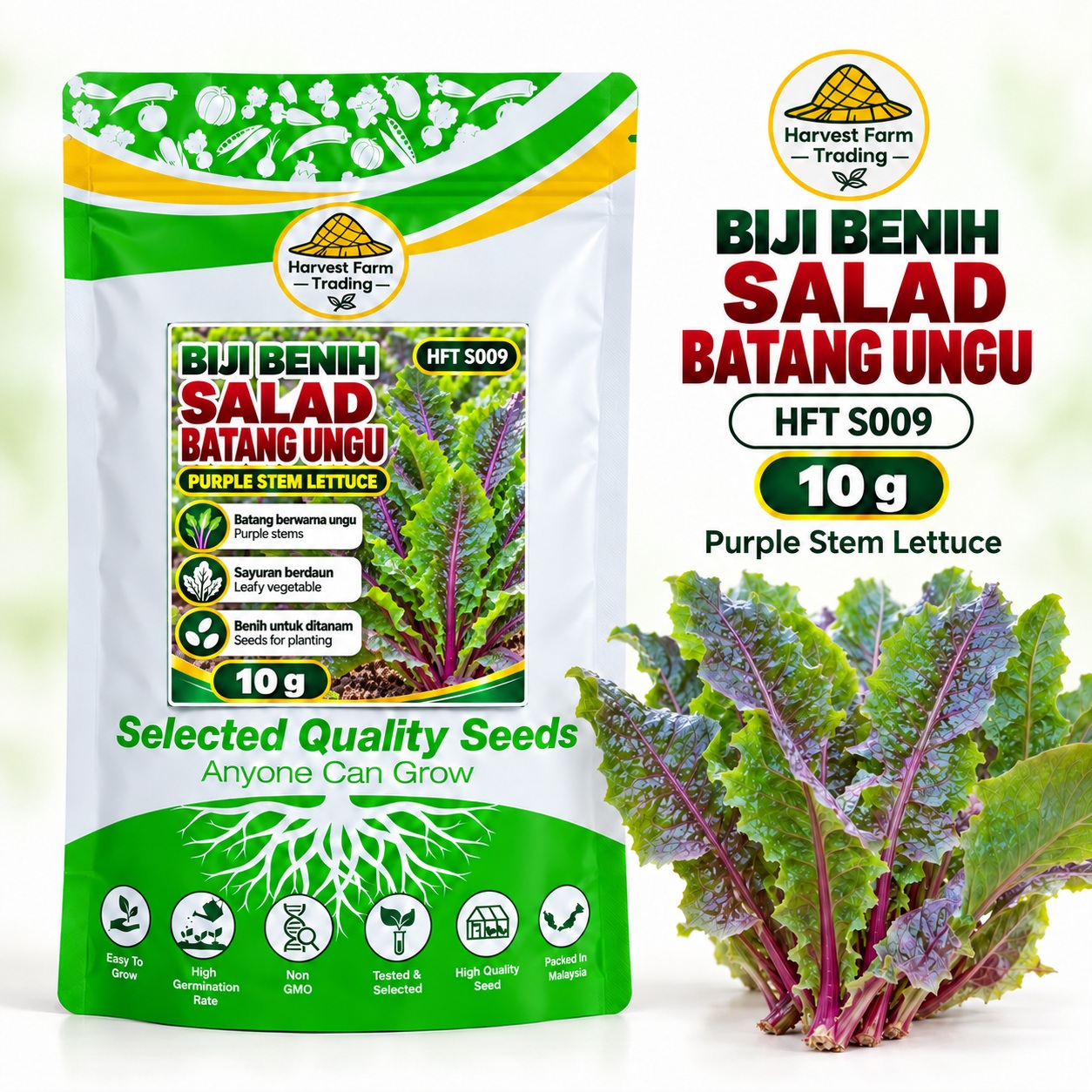 Biji Benih Salad Selada Batang Ungu | Purple Stem Lettuce Seeds 紫茎生菜种子 | 10g | HFT S009