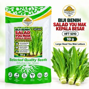 Biji Benih Salad Selada You Mak Kepala Besar | Large Head You Mak Lettuce Seeds 耐热大头油麦菜种子 | 10g | HFT S010