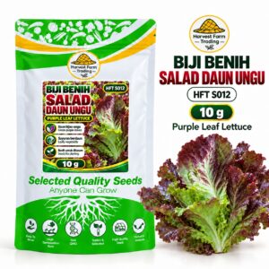Biji Benih Salad Selada Daun Ungu | Purple Leaf Lettuce Seeds 紫叶生菜种子 | 10g | HFT S012
