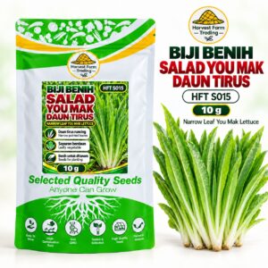 Biji Benih Salad Selada You Mak Daun Tirus | Narrow Leaf You Mak Lettuce Seeds 尖叶油麦菜种子 | 10g | HFT S015