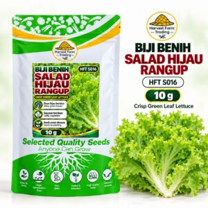 Biji Benih Salad Selada Hijau Rangup | Crisp Green Leaf Lettuce Seeds 清脆玻璃生菜种子 | 10g | HFT S016