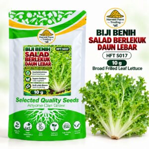 Biji Benih Salad Selada Berlekuk Daun Lebar | Broad Frilled Leaf Lettuce Seeds 宽叶花叶生菜种子 | 10g | HFT S017