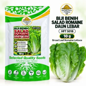 Biji Benih Salad Selada Romaine Daun Lebar | Broad Leaf Romaine Lettuce Seeds 大叶直立生菜种子 | 10g | HFT S018