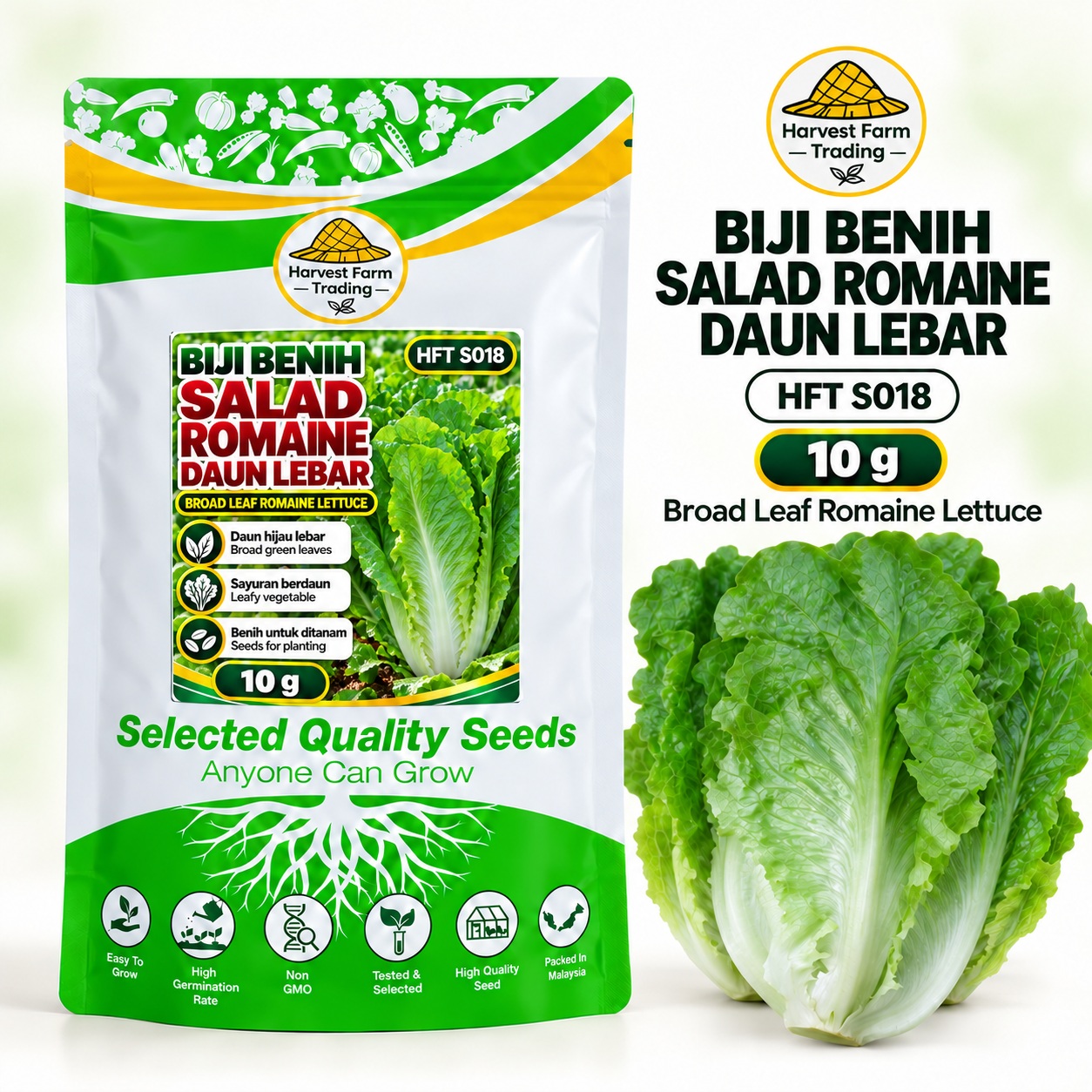 Biji Benih Salad Selada Romaine Daun Lebar | Broad Leaf Romaine Lettuce Seeds 大叶直立生菜种子 | 10g | HFT S018