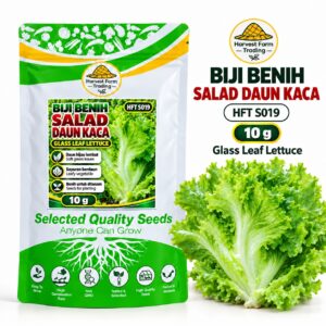 Biji Benih Salad Selada Daun Kaca | Glass Leaf Lettuce Seeds 玻璃生菜种子 | 10g | HFT S019